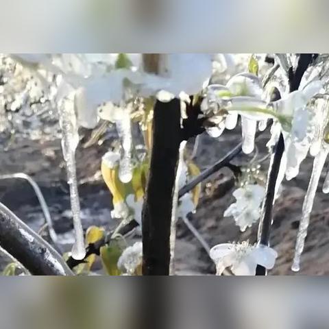 山东今明后7天最新天气，大范围降温来袭，多地将迎降雨与霜冻